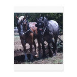 Belgian Draft Horses Post Cards