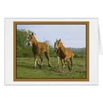 Belgian Fillies cards