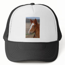 Belgian filly hat