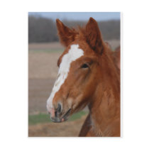 Belgian filly post cards