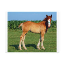 Belgian Filly postcards
