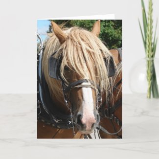 Belgian Horse card