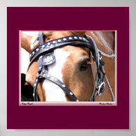 Belgian Horse Poster
