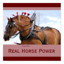 Belgian Horse Poster 1 posters