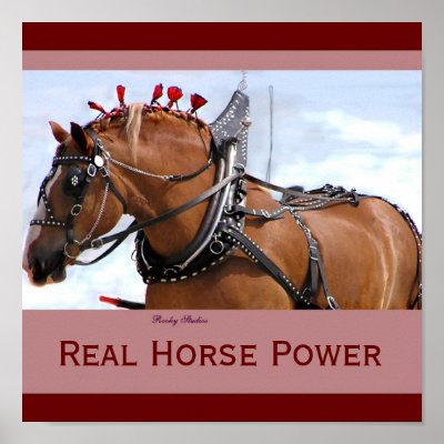 Belgian Horse Poster 1 by RookyStudios