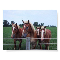 Belgian Horses posters by BChild333 Belgian Horses posters