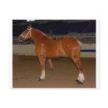 Belgian in show ring postcard