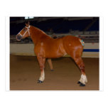 Belgian in show ring postcard