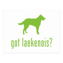 Belgian Laekenois Postcard
