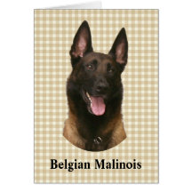 belgian malinois greeting card