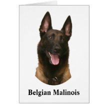 belgian malinois greeting cards