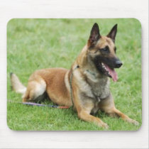 Belgian Malinois Mousepad mousepads