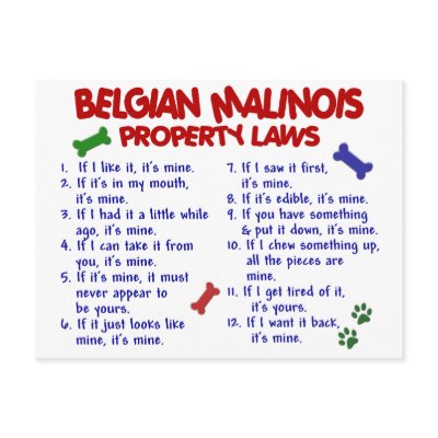 BELGIAN MALINOIS PL2 POSTCARD by poochloverstuff
