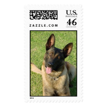 Belgian Malinois Postage Stamp