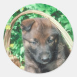 Belgian Malinois Round Sticker