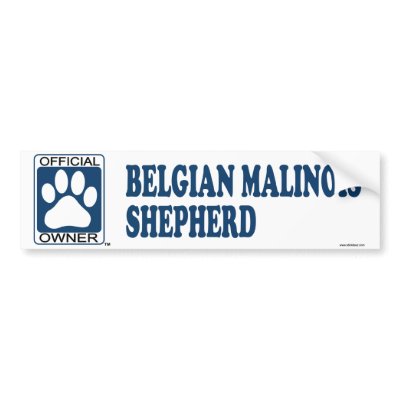 blue belgian malinois