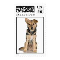 Belgian Malinois Stamp (MEDIUM)