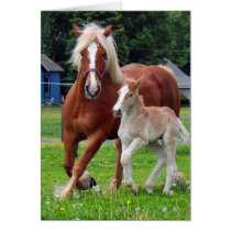 belgian Mare and Filly Greeting Cards