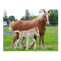 Belgian Mare and Filly Post Card