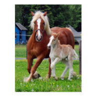 belgian Mare and Filly Post Card