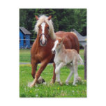 belgian Mare and Filly Post Card