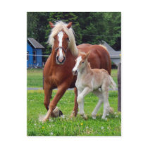 belgian Mare and Filly Post Card