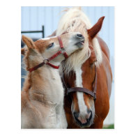 belgian Mare and Filly Postcard