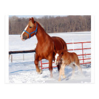 Belgian Mare and Filly Postcards