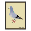 Belgian Racing Homer Print by colorpigeon Belgian Racing Homer Print