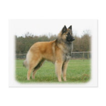 Belgian Shepherd 9Y116D-091 postcards