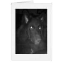 Belgian Shepherd aka "The Black Wolf" Cards