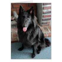 Belgian Shepherd aka "The Black Wolf" Cards