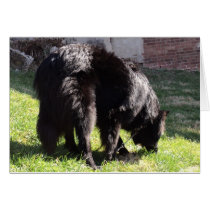 Belgian Shepherd Greeting Cards