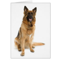Belgian Shepherd Greeting Card