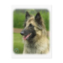 Belgian Shepherd Dog 8W51D-14 postcards