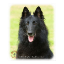Belgian Shepherd Dog 9M031D-24 posters by TraffordPhotos Belgian Shepherd Dog 9M031D-24 posters
