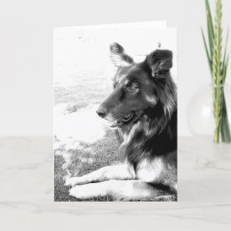 Belgian Shepherd Dog Greeting Card card