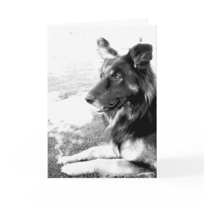 Belgian Shepherd Dog Greeting Card by indolilly