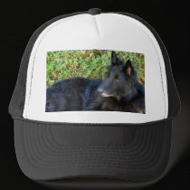 Belgian Shepherd hat hats