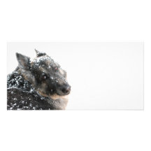 Belgian Shepherd in Snow Photo Cards