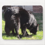 Belgian Shepherd Mouse Pad