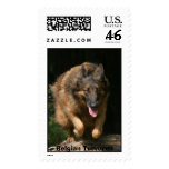 Belgian Shepherd Stamps