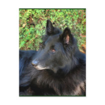 Belgian Shepherd postcard
