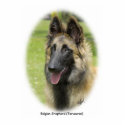 Belgian Shepherd (Terveuren) 9T85D-053 photo sculptures