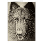 Belgian Tervuren Cards