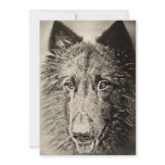 Belgian Tervuren Personalized Invite