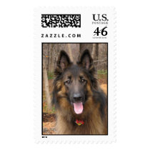 Belgian Tervuren postage by Gary_Alpert Belgian Tervuren postage