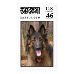 Belgian Tervuren postage