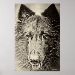 Belgian Tervuren Print