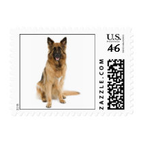 Belgian Tervuren Stamp (SMALL)